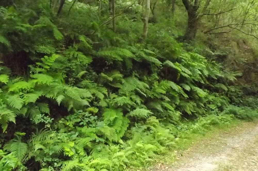 Blechno spicantis - Osmundetum regalis