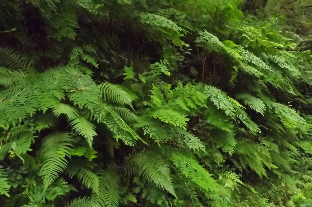 Blechno spicantis - Osmundetum regalis