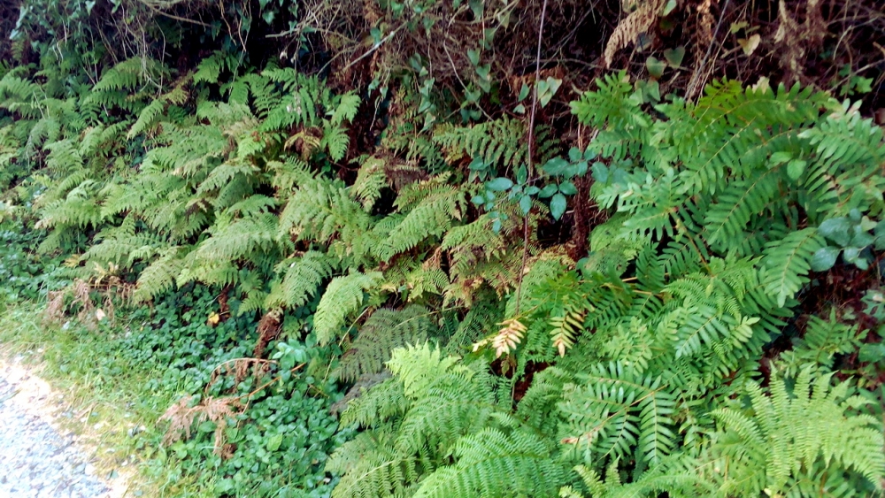 Blechno spicantis - Osmundetum regalis