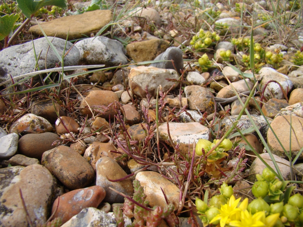Catapodio marini - Parapholidetum incurvae