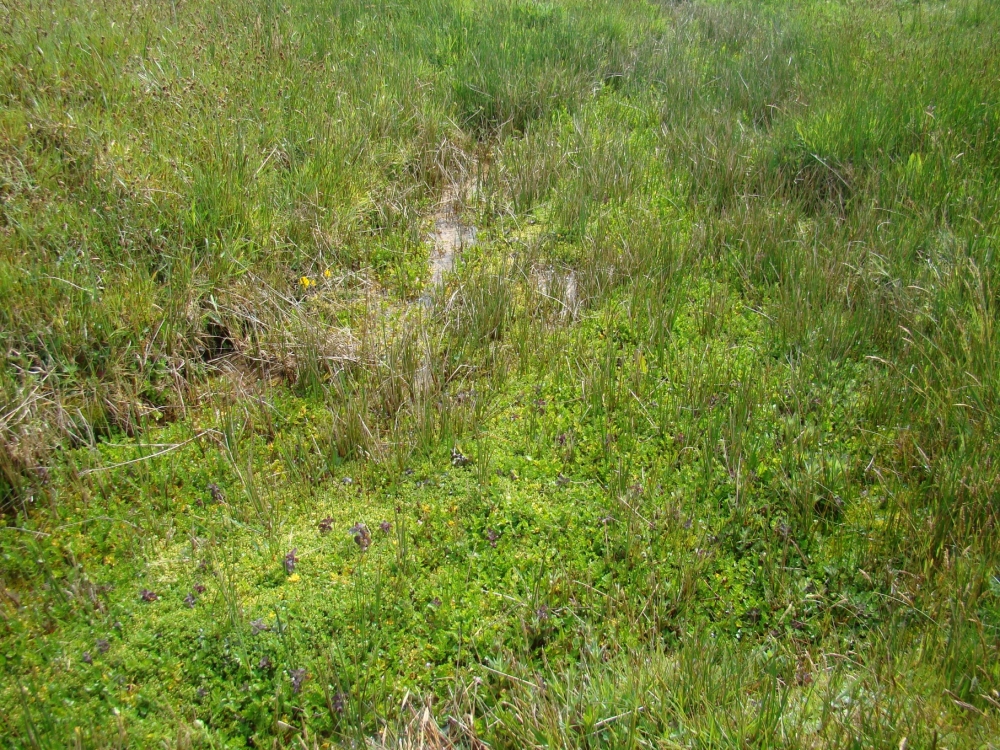 Stellario alsines - Montietum fontanae subsp. variabilis