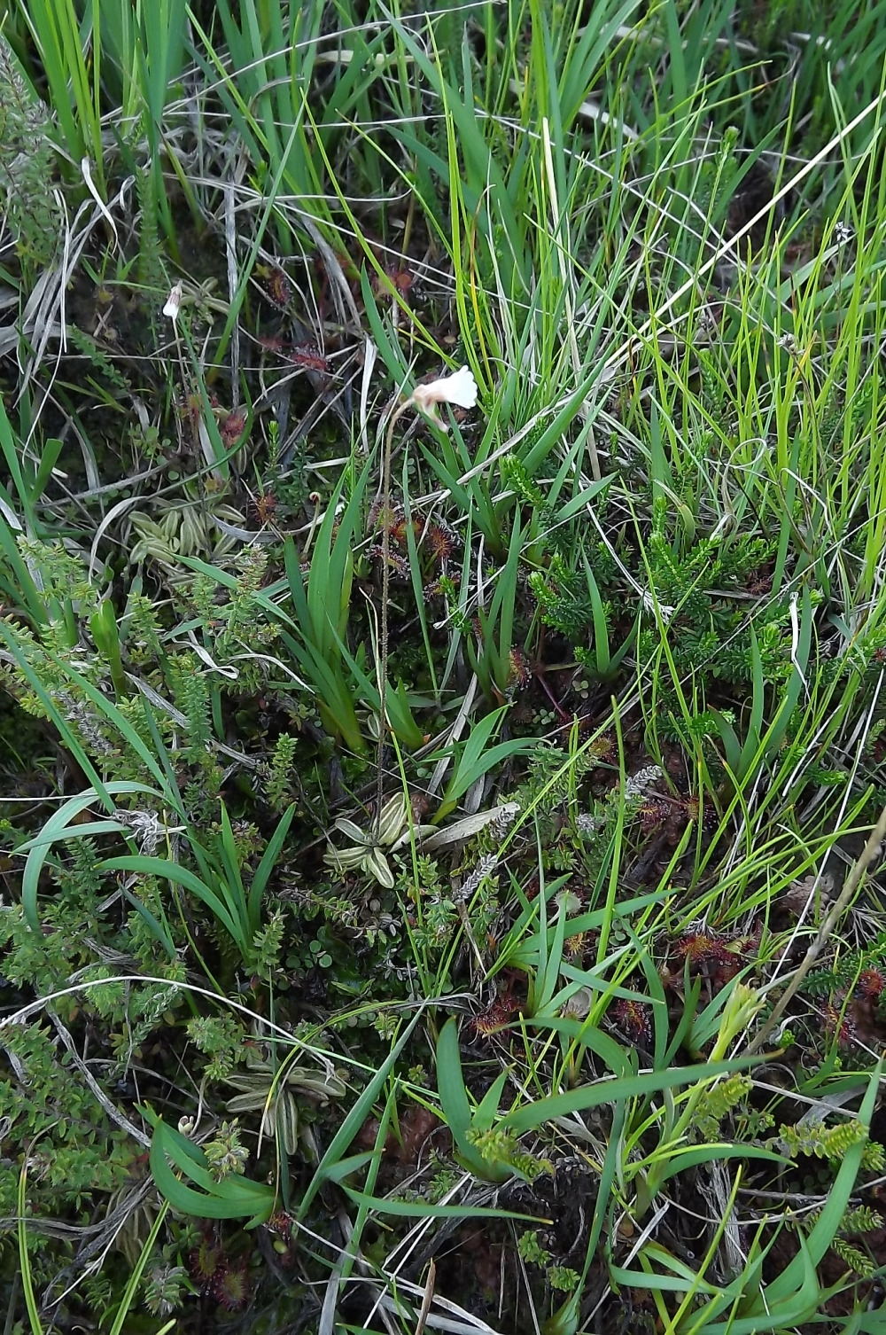 Anagallido tenellae - Pinguiculetum lusitanicae