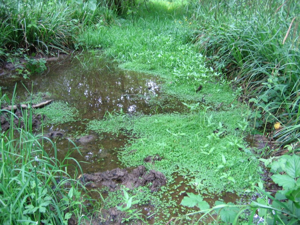 Callitrichetum palustrio - stagnalis écophènes annuels