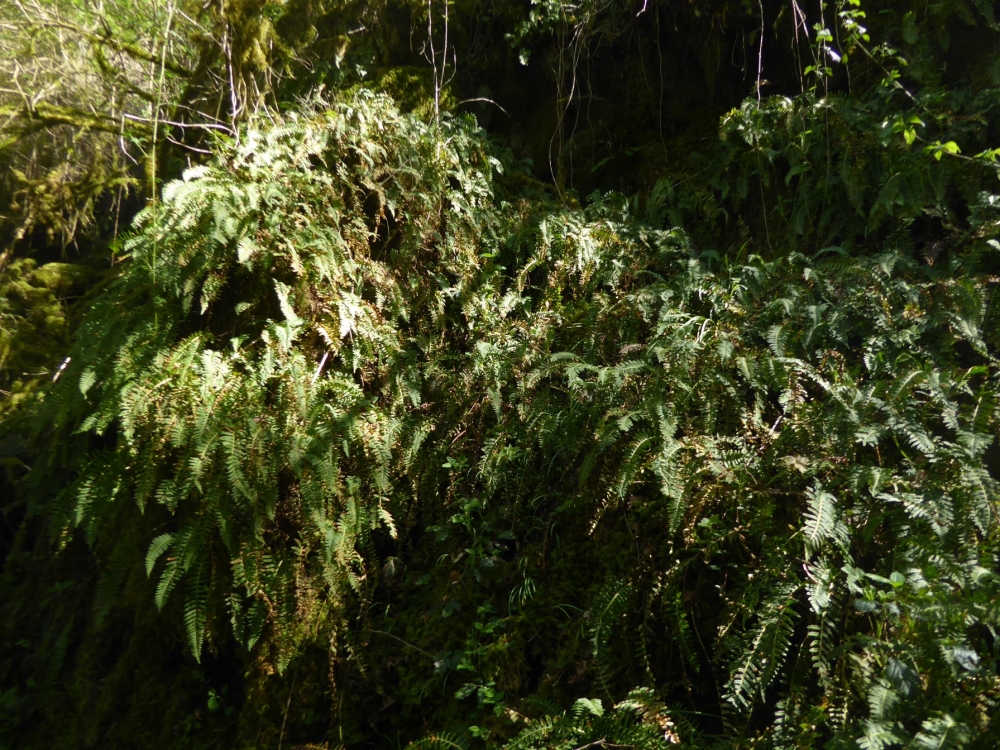 Polypodietum interjecto - vulgaris