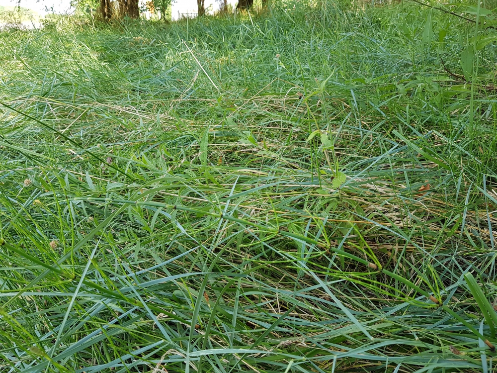 Cynodonto dactyli - Equisetetum ramosissimi