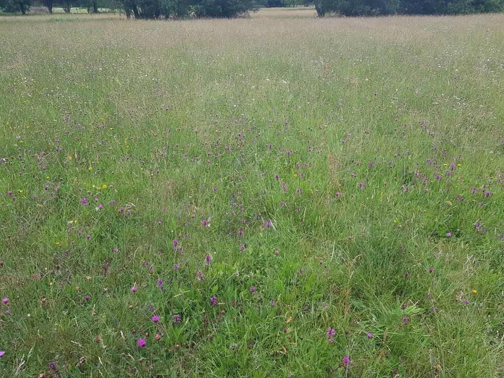 Scorzonero humilis - Serapiadetum linguae