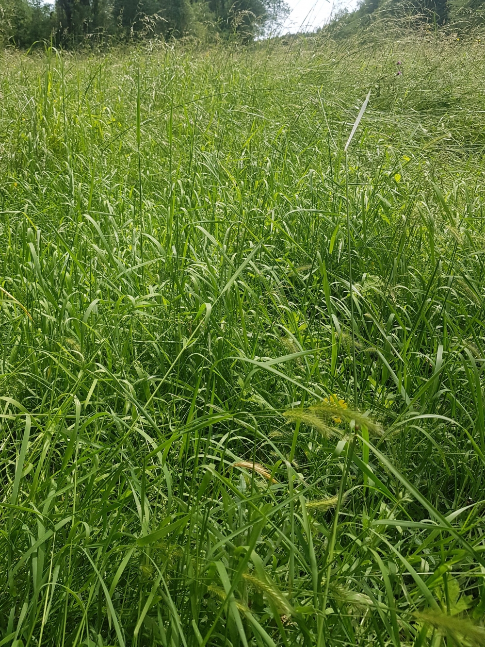 Hordeo secalini - Oenanthetum pimpinelloidis