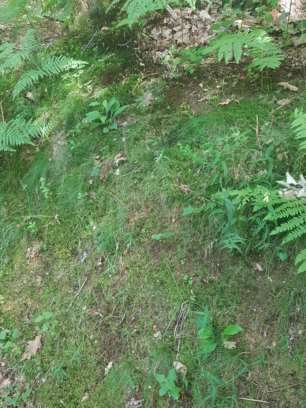 Hyperico pulchri - Melampyretum pratensis