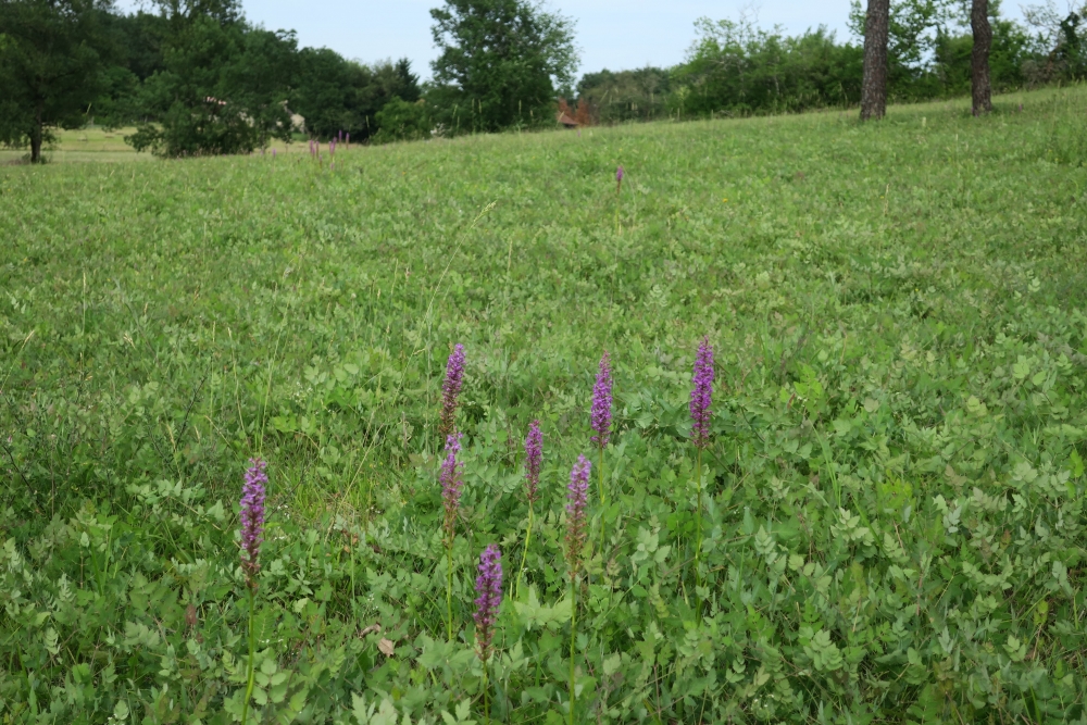Tephroserido integrifoliae - Platantherion chloranthae