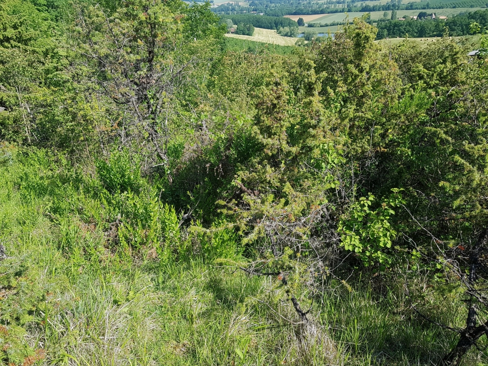 Rubio peregrinae - Viburnetum lantanae
