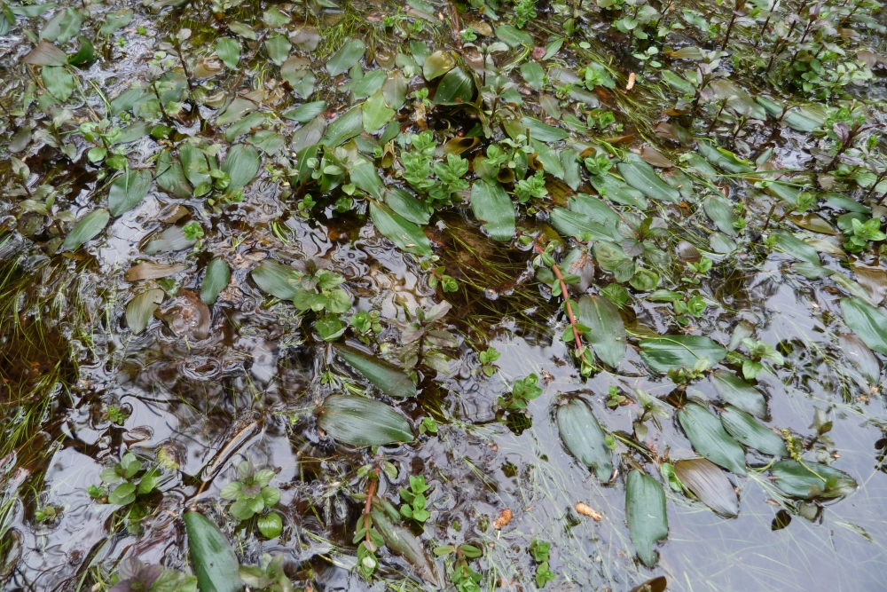 Eleocharitetalia multicaulis