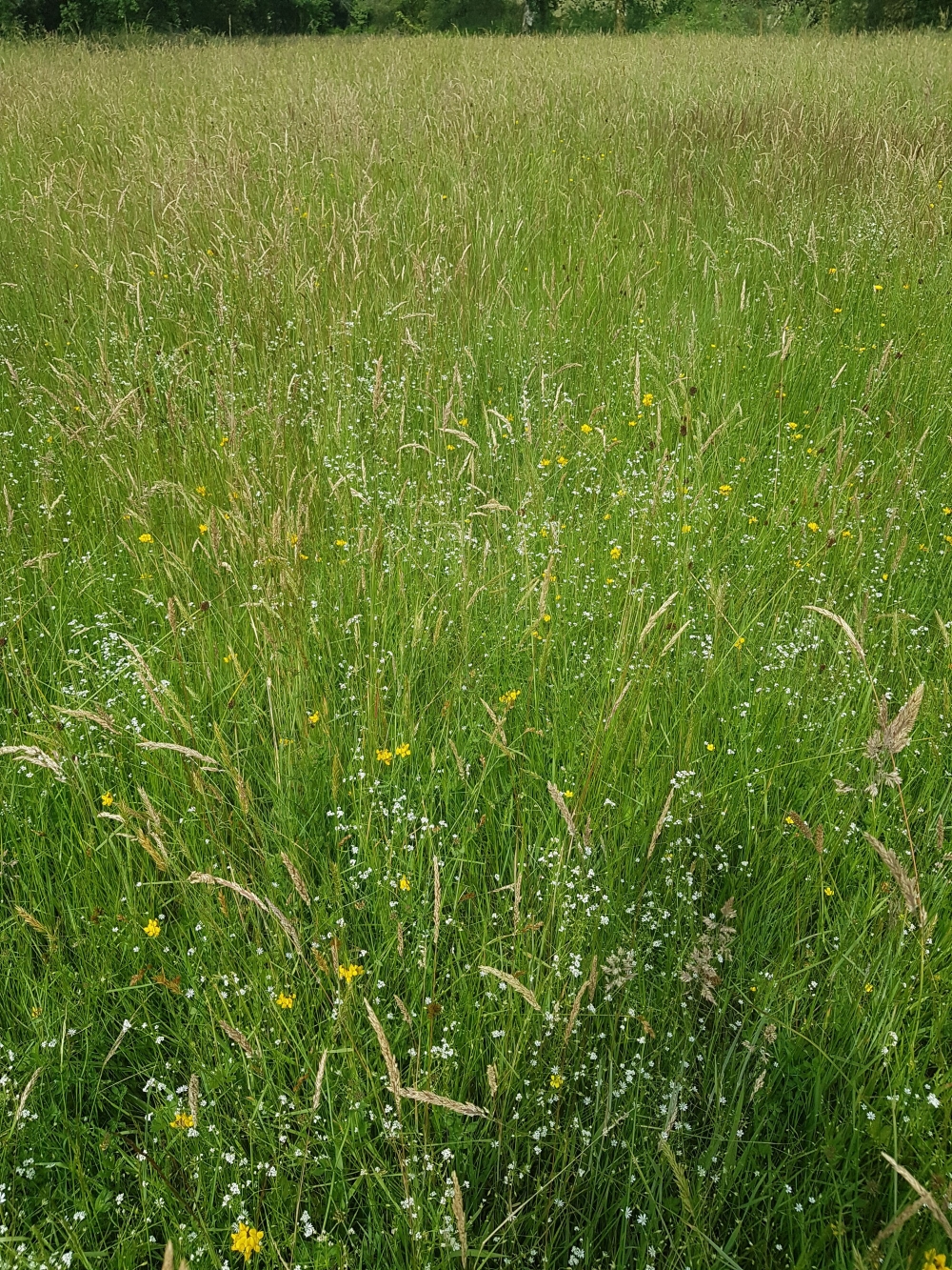 Junco effusi - Cynosuretum cristati