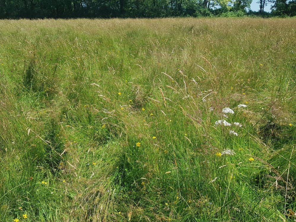 Ranunculo repentis - Cynosurion cristati