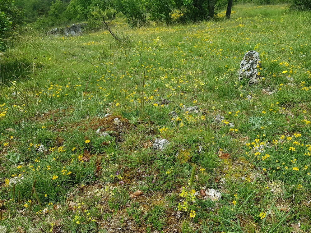 Sideritido guillonii - Koelerietum vallesianae