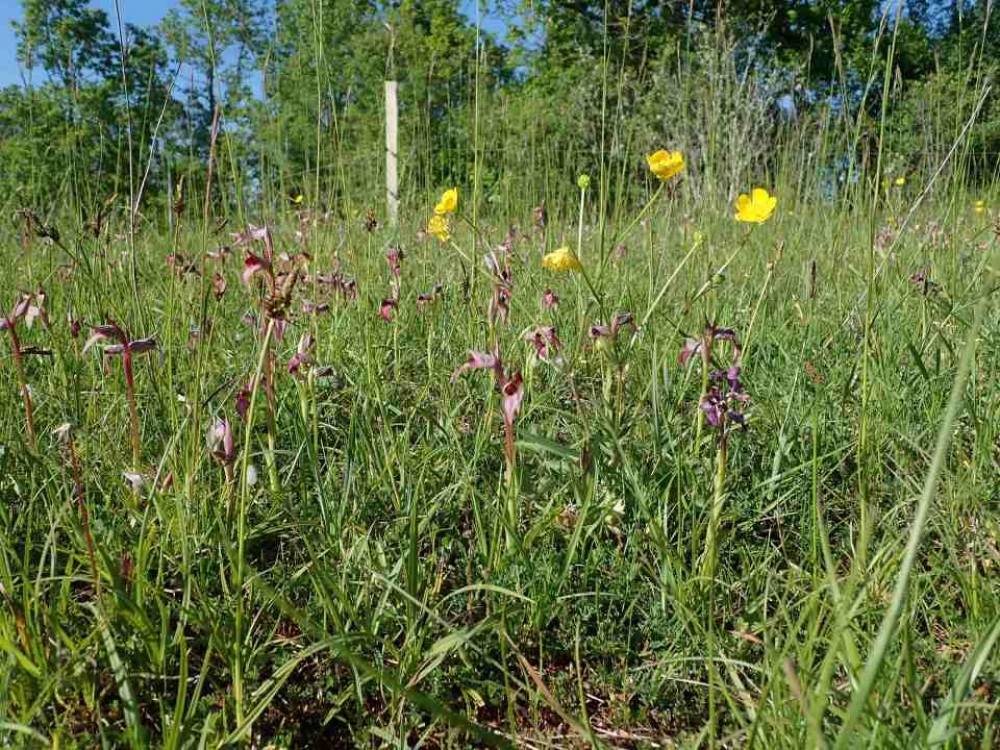 Anacamptido morionis - Serapiadetum linguae