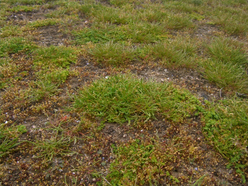 Sagino maritimae - Catapodietum marini