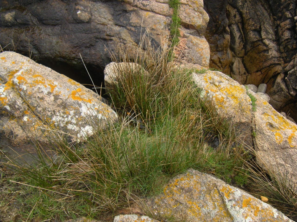 Crithmo maritimi - Juncetum maritimi