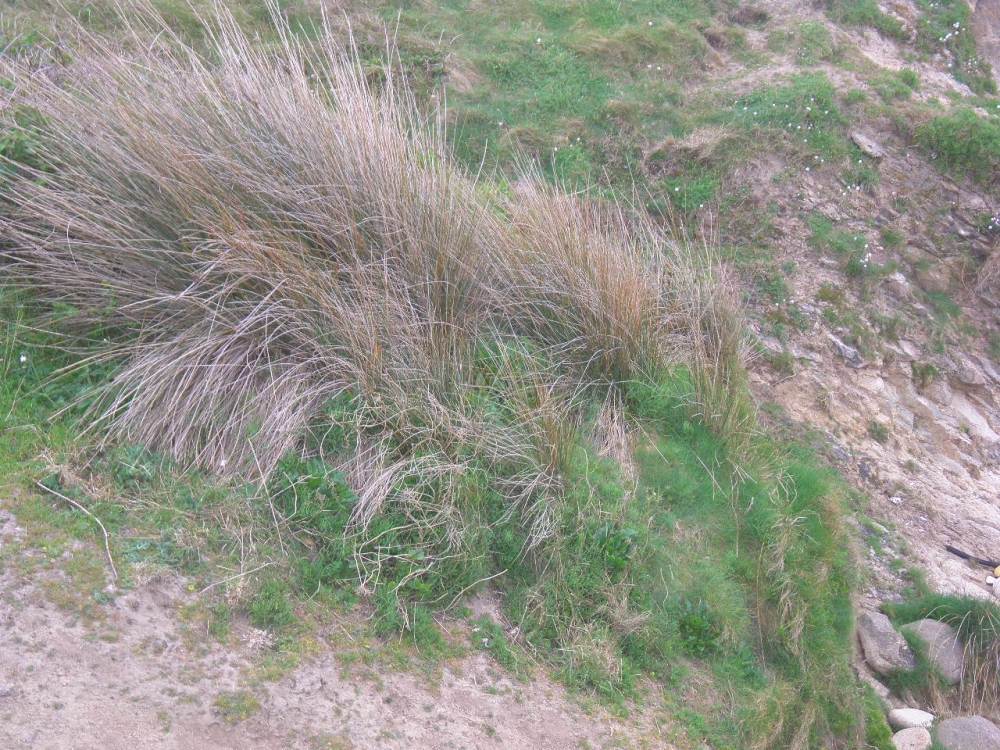 Crithmo maritimi - Juncetum acuti