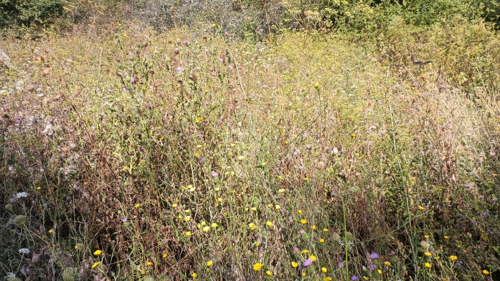 Dauco carotae subsp. carotae - Picridetum hieracioidis