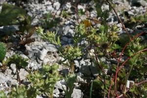 Centaurio pulchelli - Filaginetum pyramidatae