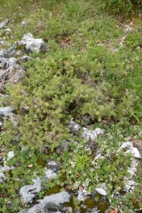 Teucrio pyrenaici - Genistetum hispanicae subsp. occidentalis