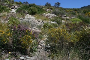 Stachyo glutinosae - Genistetum corsicae