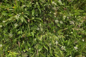 Potentillo sterilis - Conopodietum majoris