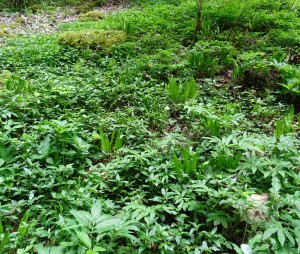 Asplenio scolopendrii - Mercurialietum perennis