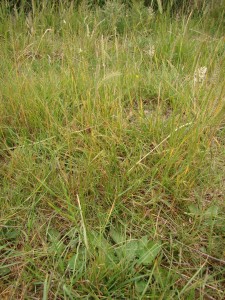 Hordeo secalini - Lolietum perennis