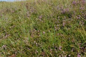 Carici trinervis - Callunetum vulgaris