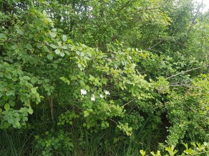 Rhamno catharticae - Viburnetum opuli