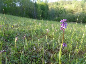 Anacamptido morionis - Serapiadetum linguae
