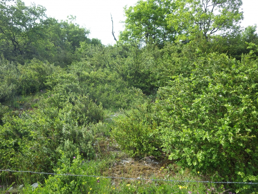 Buxo sempervirentis - Amelanchierenion ovalis