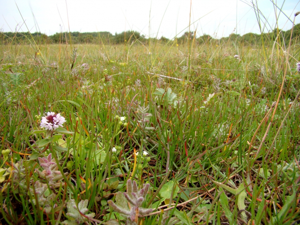 Samolo valerandi - Littorelletum uniflorae