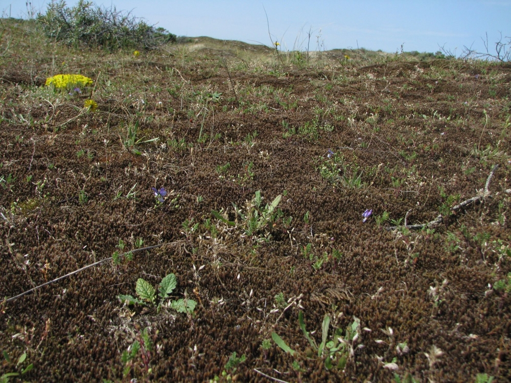 Violo saxatilis subsp. curtisii - Koelerietum albescentis