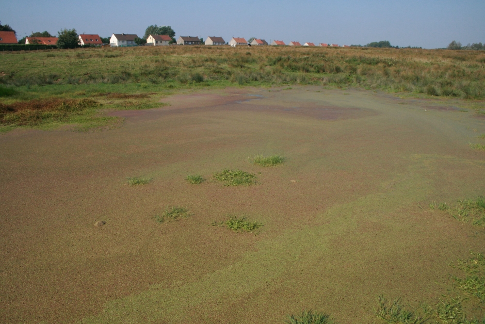Wolffio arrhizae - Lemnetum gibbae