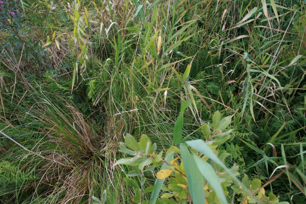 Thelypterido palustris - Phragmitetum australis