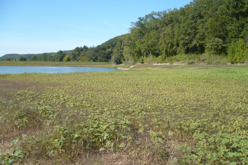 Xanthio orientalis subsp. italici - Persicarietum maculosae