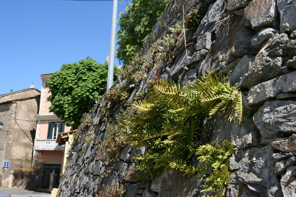Polypodietum cambrici