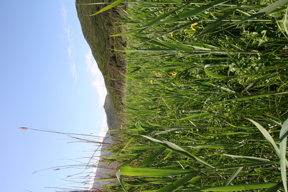 Typho domingensis - Phragmitetum australis subsp. chrysanthae