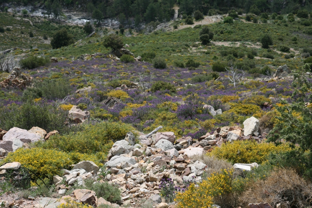 Helichryso italici - Genistetum salzmannii var. salzmannii