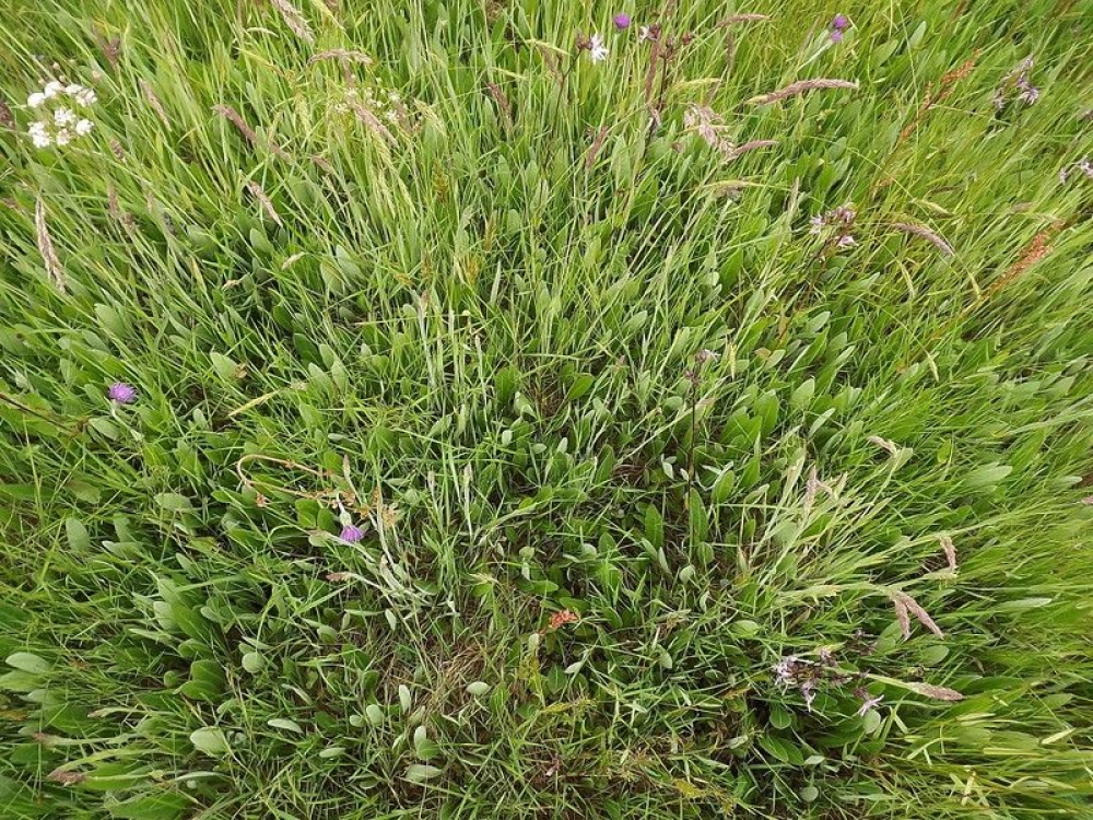 Cirsio dissecti - Scorzoneretum humilis