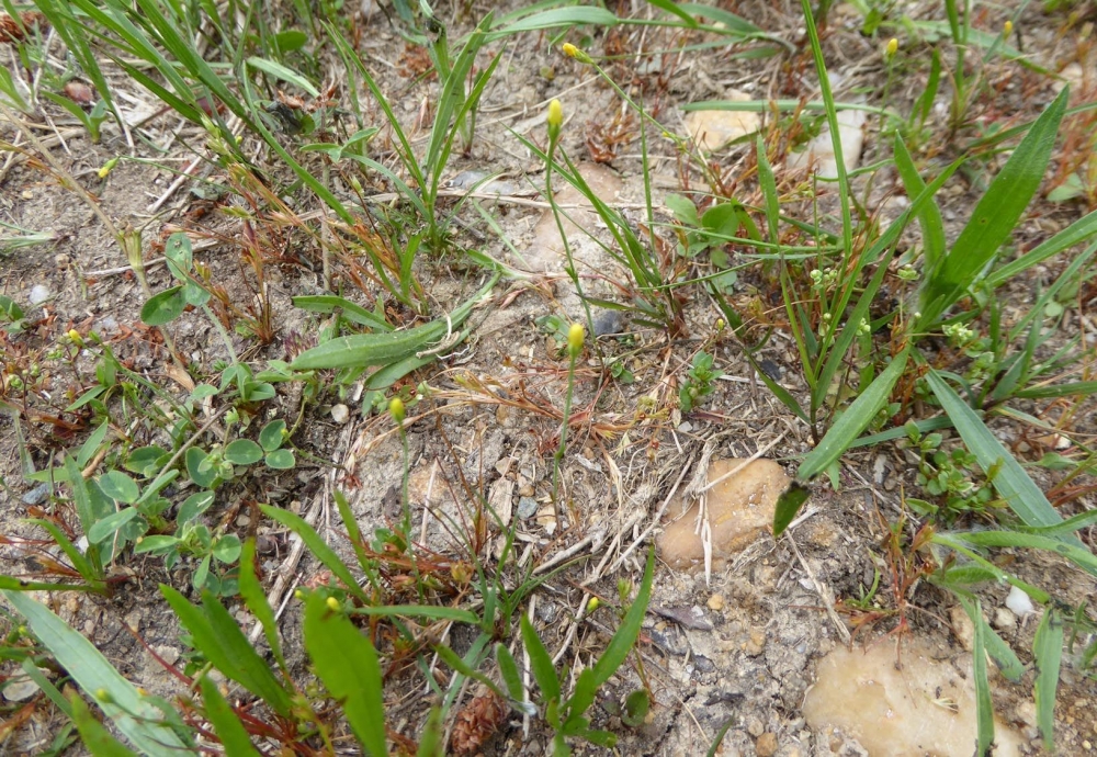 Cicendion filiformis (Rivas Goday in