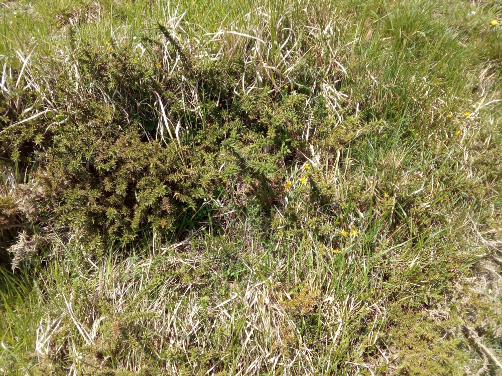 Erico vagantis - Genistetum hispanicae subsp. occidentalis