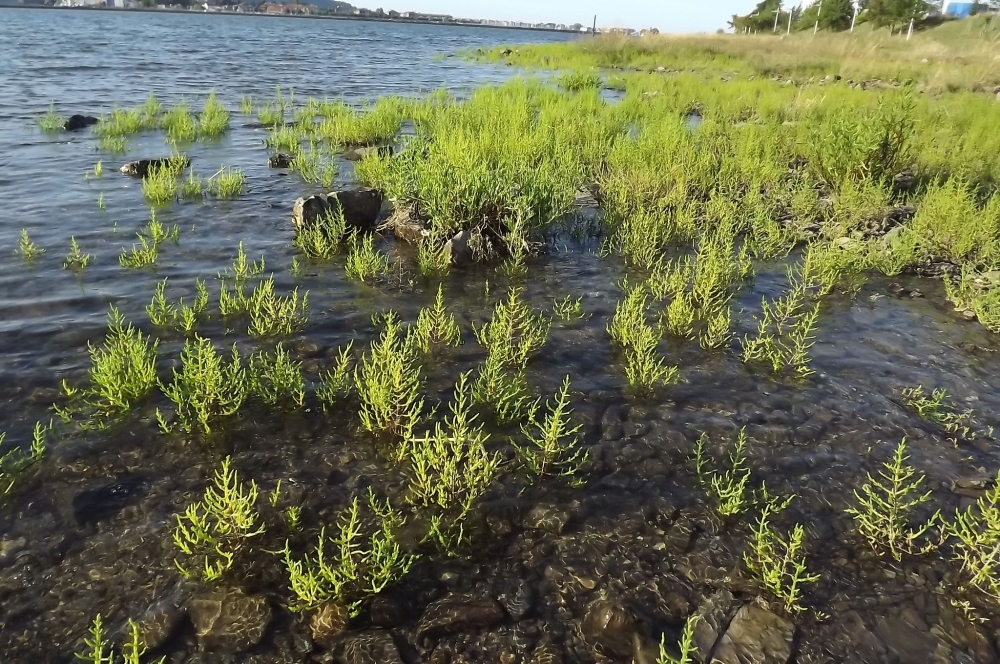 Salicornietum europaeae