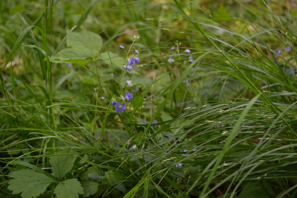 Veronico montanae - Caricetum remotae
