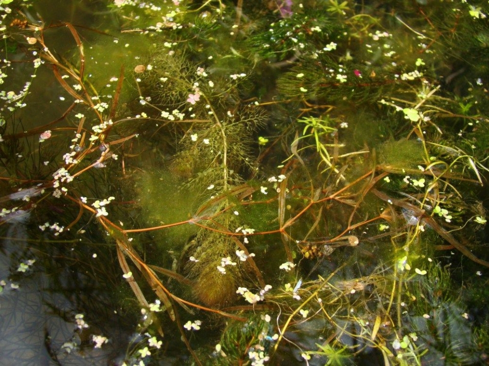 Potamogetonetum obtusifolii