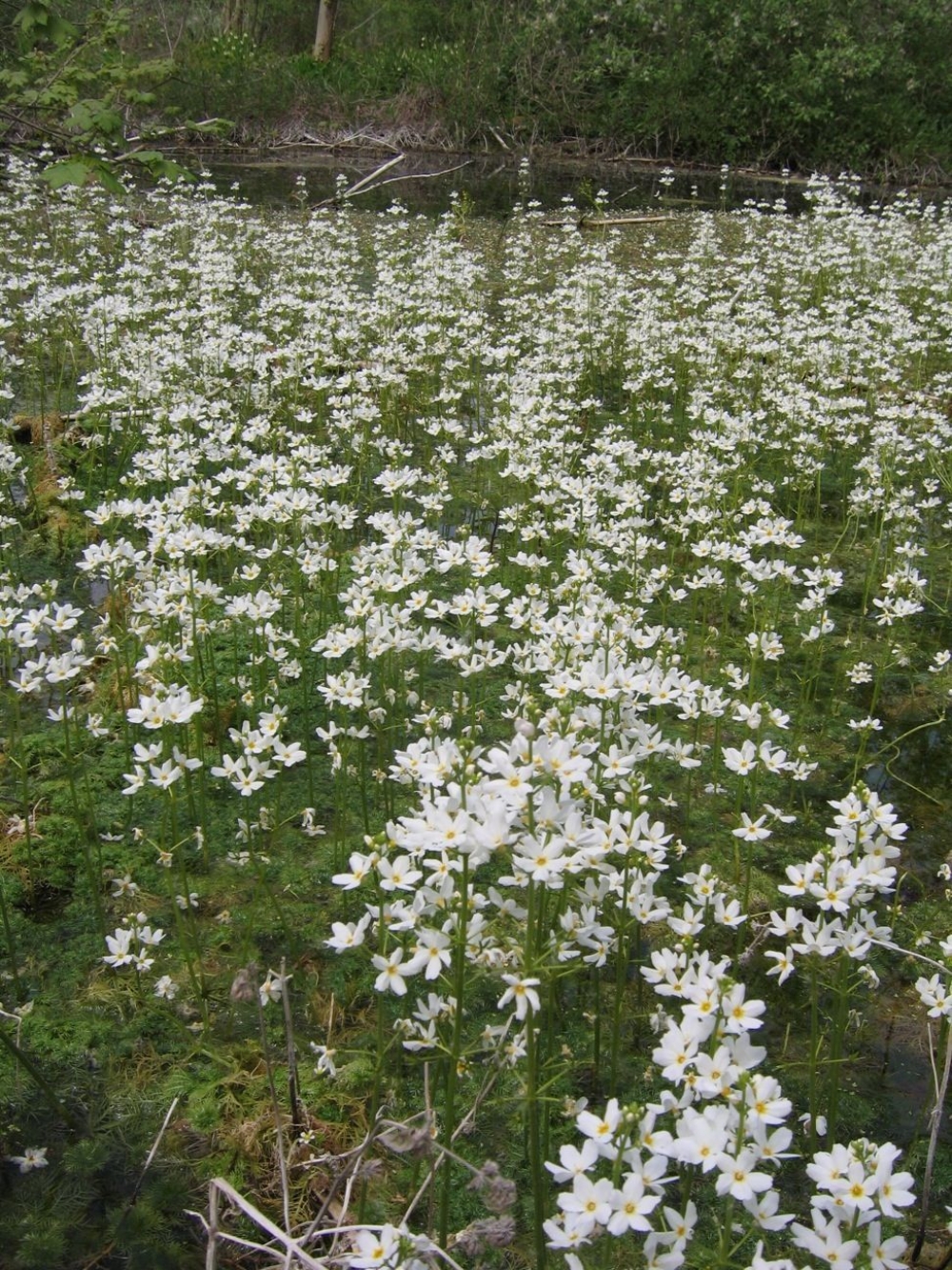 Hottonietum palustris