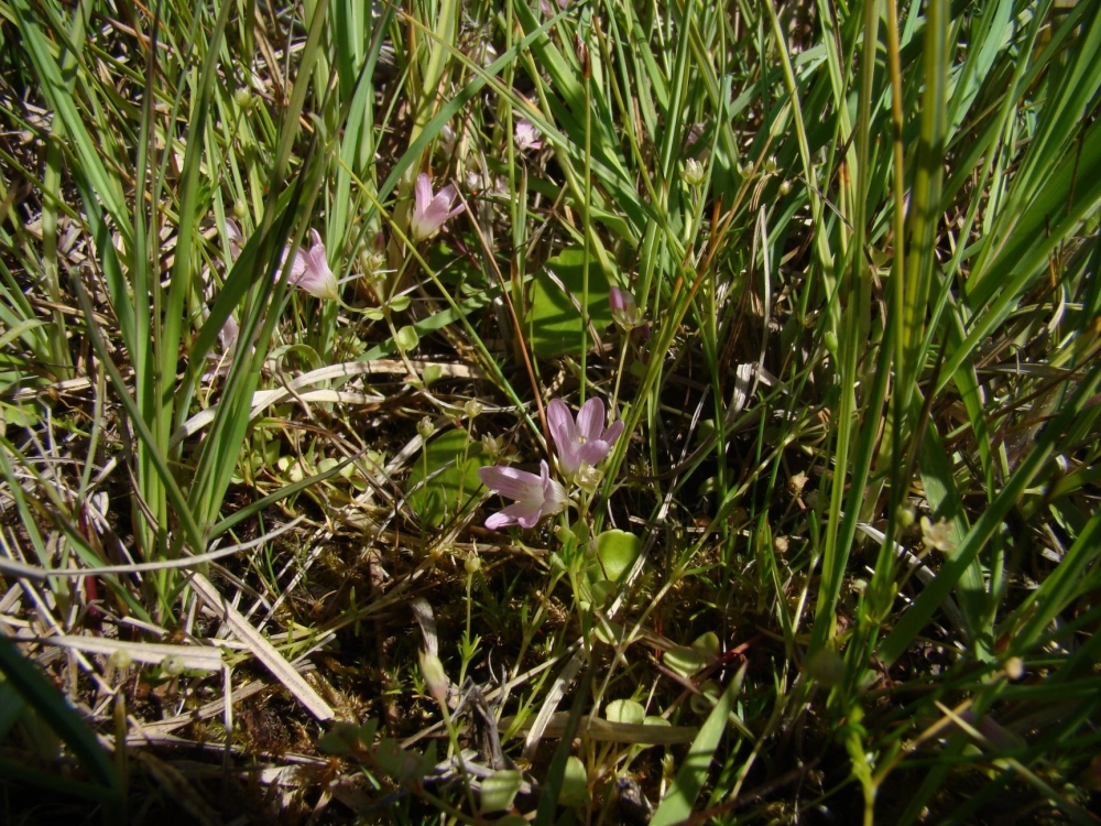 Anagallido tenellae - Eleocharitetum quinqueflorae