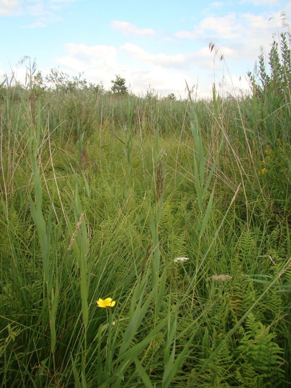 Thelypterido palustris - Phragmitetum australis